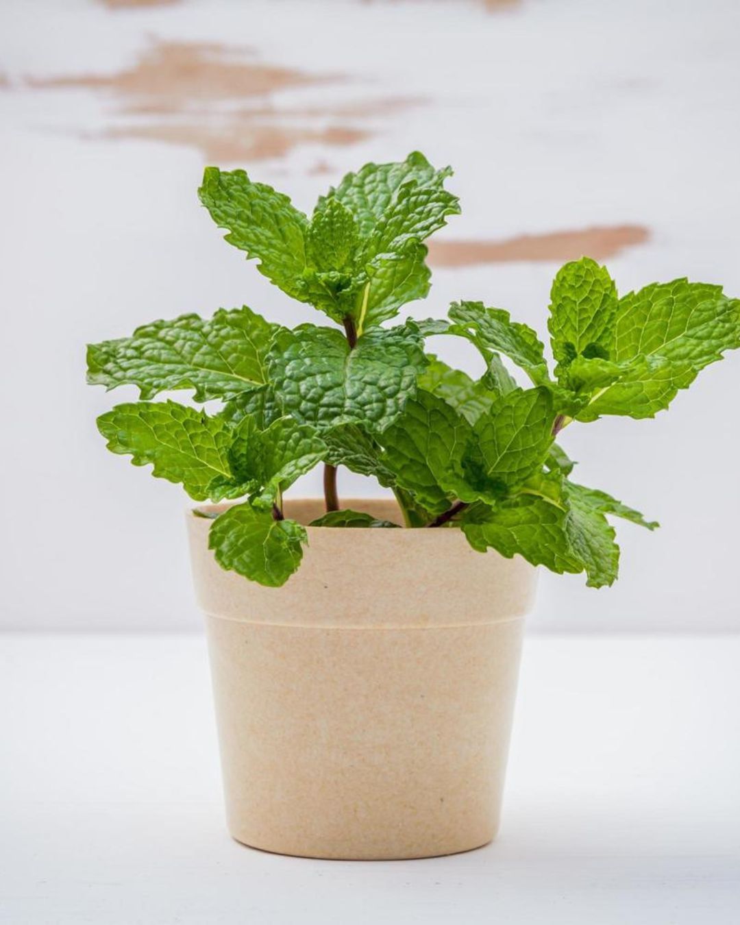 plantes en pot