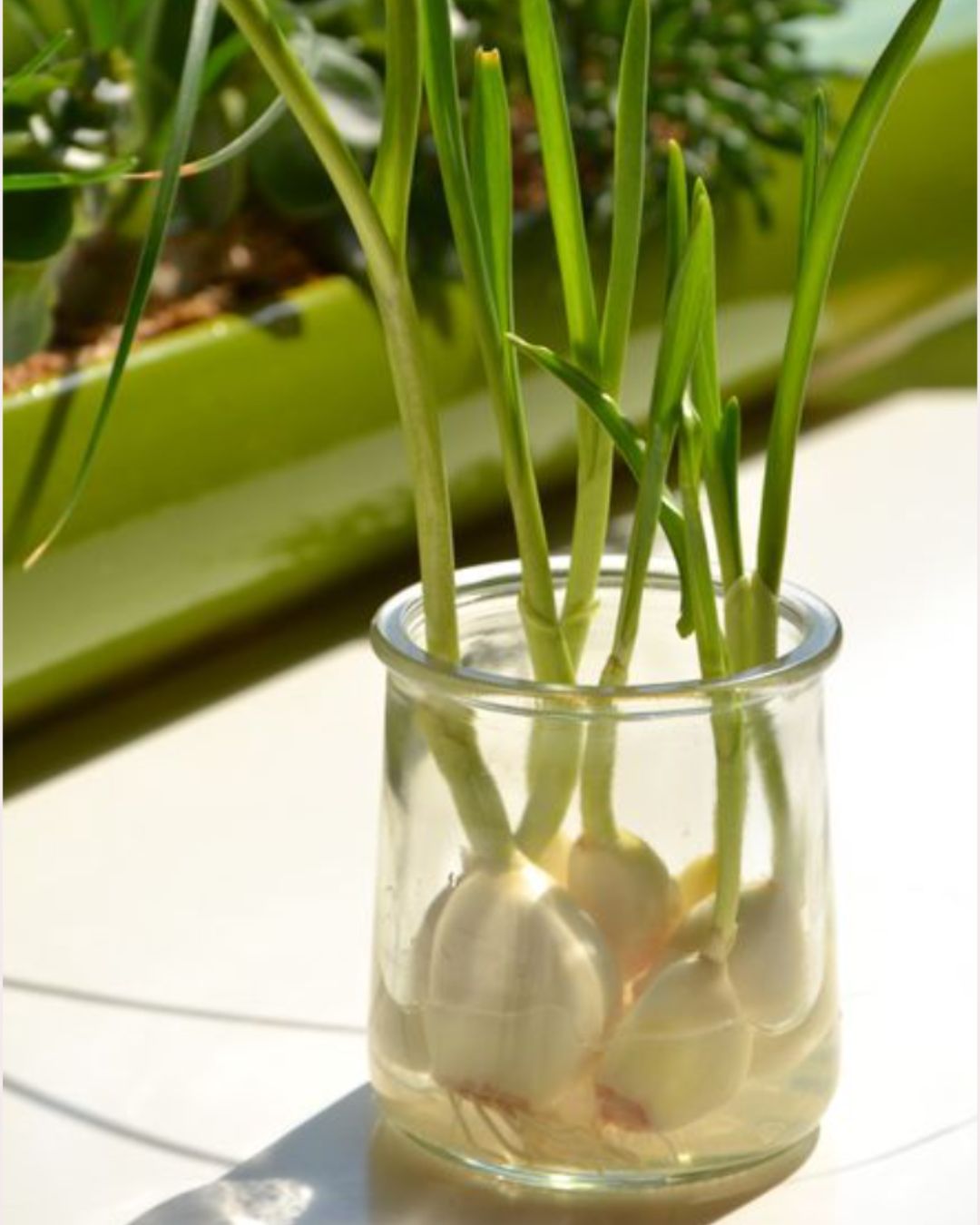 plantes en pot