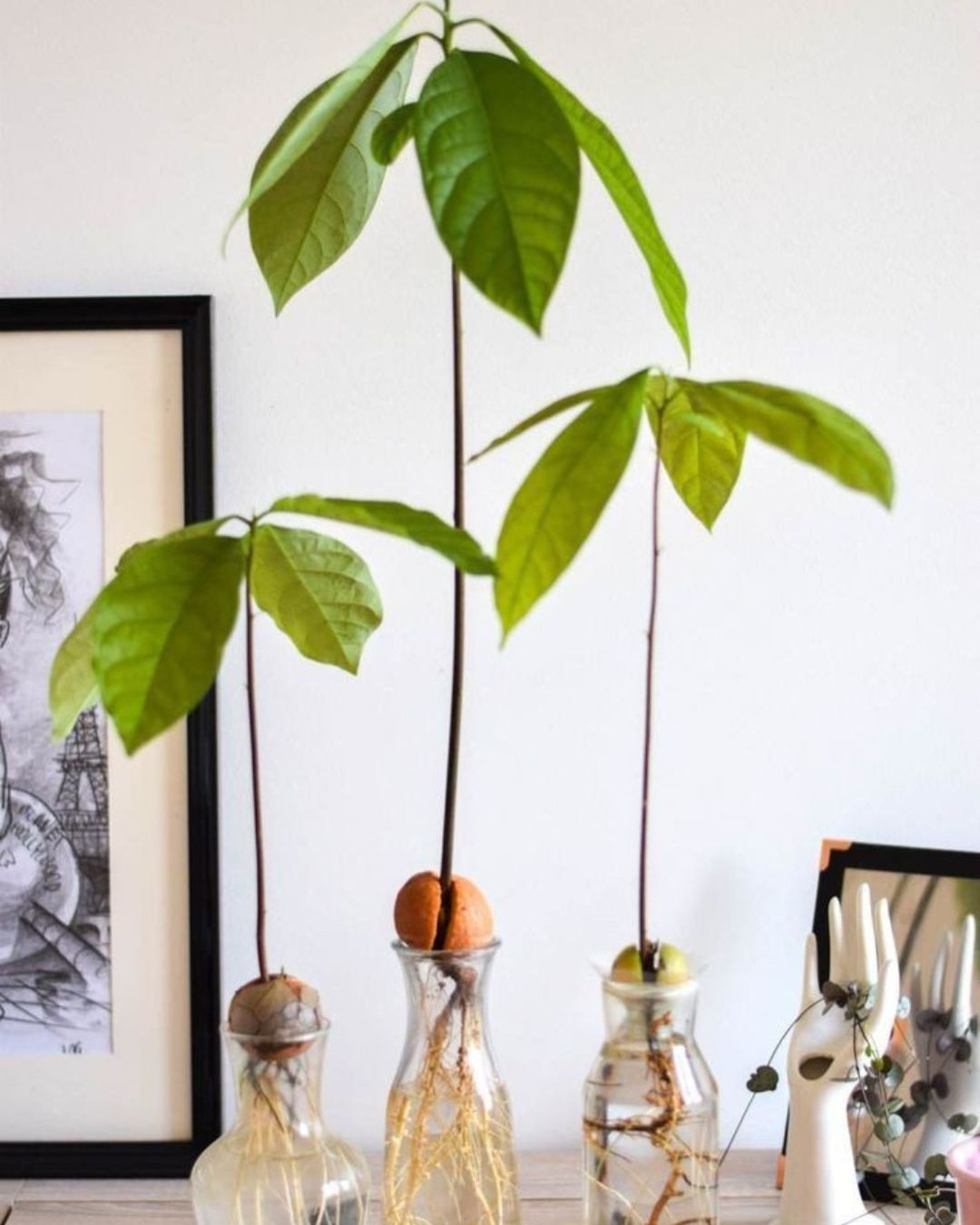plantes en pot