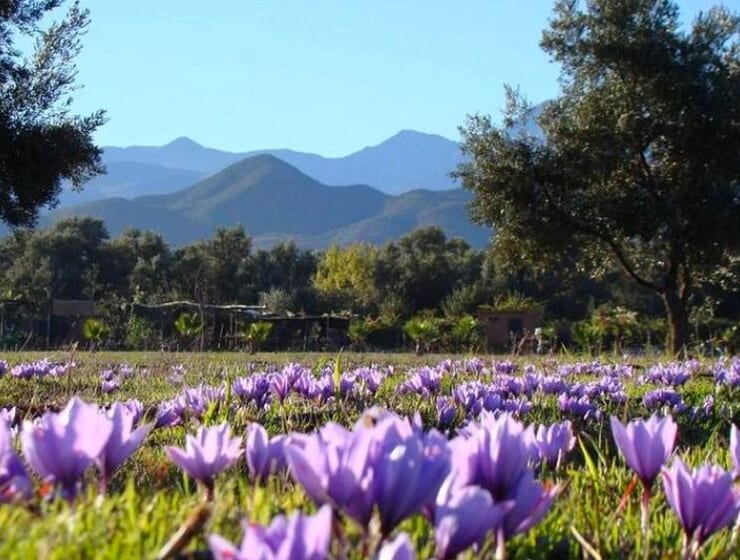 LES JARDINS COLLECTIFS DE L’OURIKA, LE PROJET ÉCORESPONSABLE D’YSL BEAUTÉ LES JARDINS COLLECTIFS DE L’OURIKA, LE PROJET ÉCORESPONSABLE D’YSL BEAUTÉ